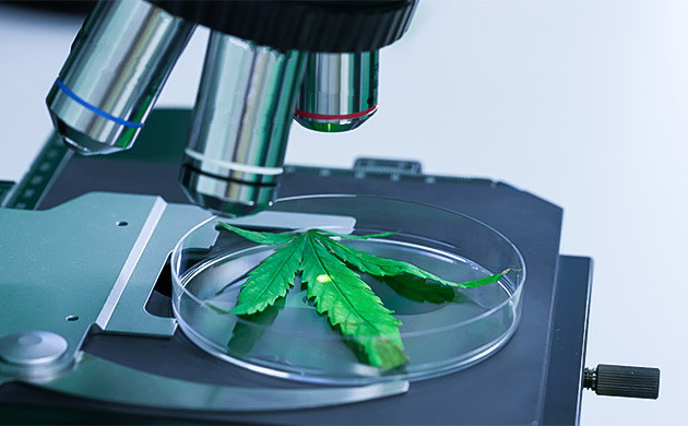 Микроорганизмы для ферментов