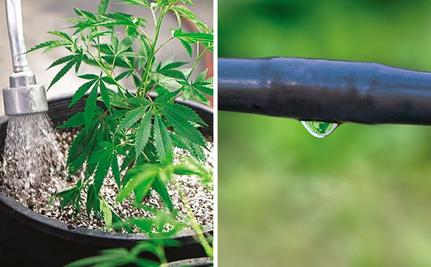 Правила полива в жару