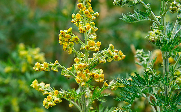 Помогает провидцам связываться со сверхъестественными сущностями Полынь горькая