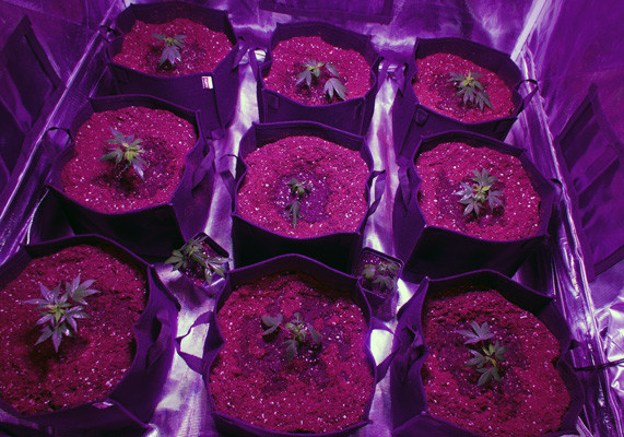 Пересаженные в горшки саженцы White Widow