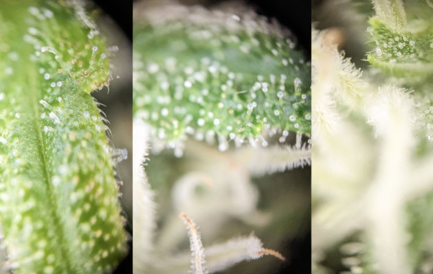 Мониторинг трихом при выращивании Zoap