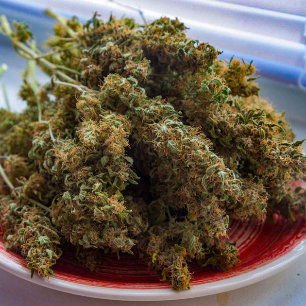 Собранные шишки Auto White Widow