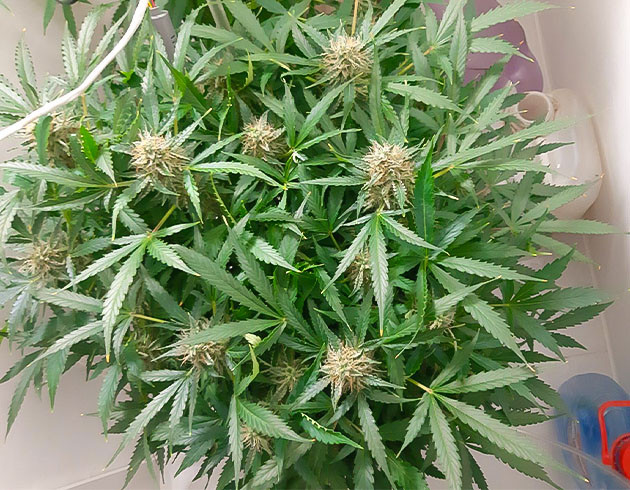 Возвращение в гроверную Bruce Banner Auto