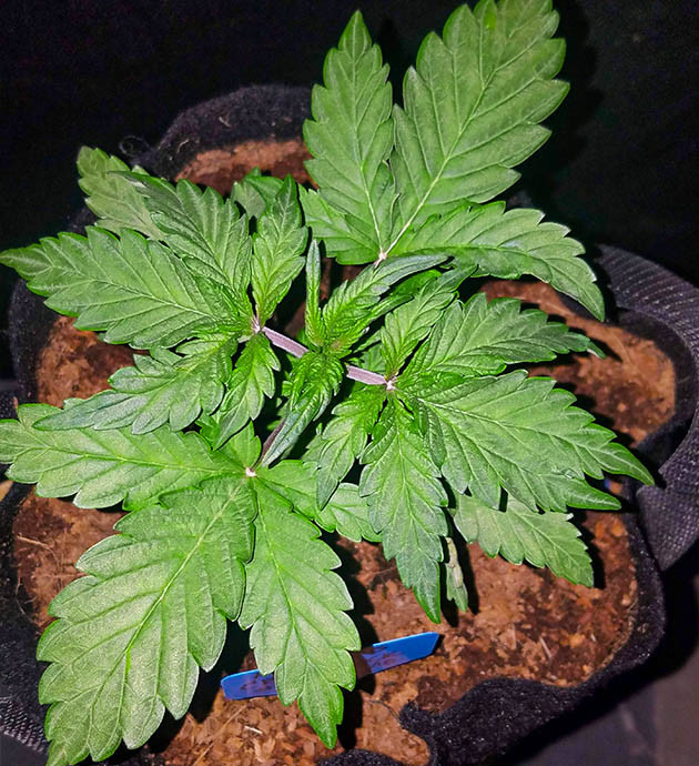 Формирование новых побегов