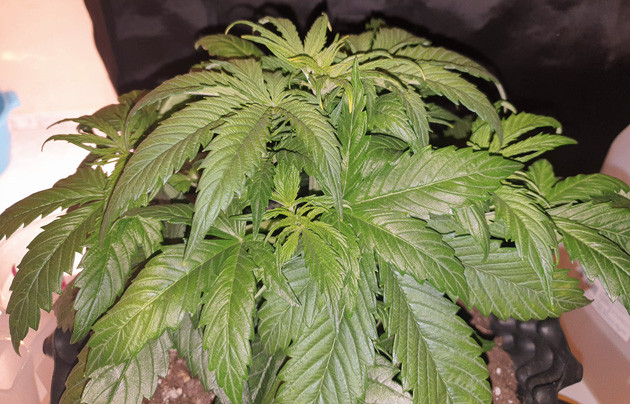 Подготовка куста Wedding Cake Auto к цветению