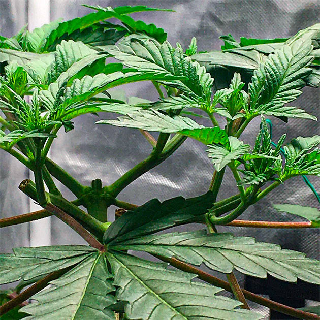 Разделение и формирование стеблей для равномерного роста