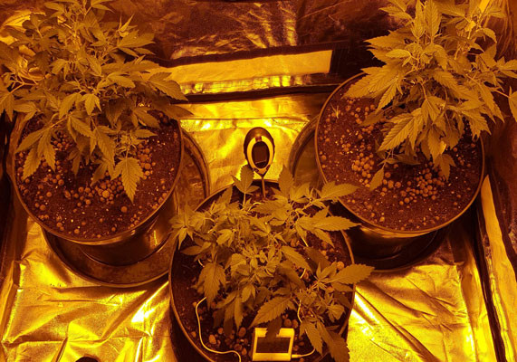 Клоны LSD ростом 33 см