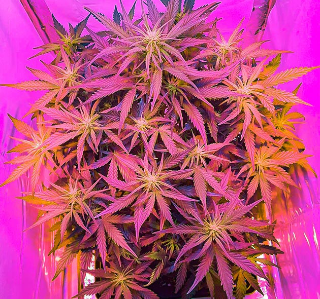 Формирование соцветий на кусте конопли