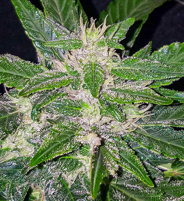 Бутон конопли с белыми волосками и трихомами