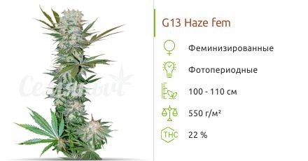 G13 Haze fem (Barney's Farm)