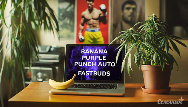 Гроурепорт конопли Banana Purple Punch Auto