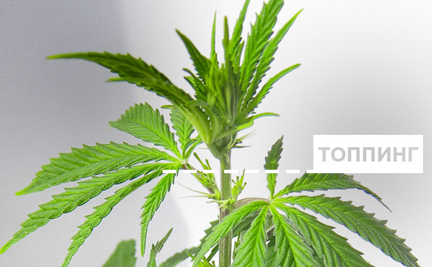 Топпинг: что это