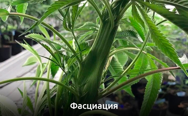 Фасциация — вид мутации каннабиса Фасциация конопли
