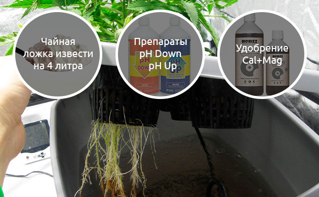 Нехватка кальция при выращивании конопли в гидропонной установке