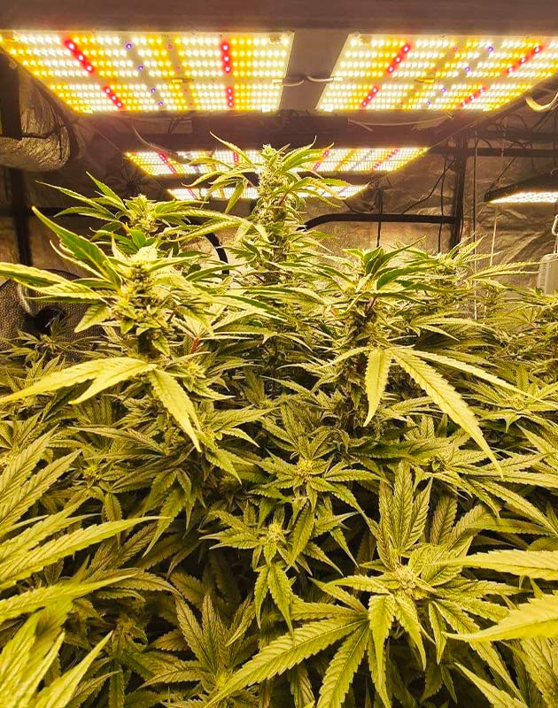 Кусты конопли под светодиодными лампами