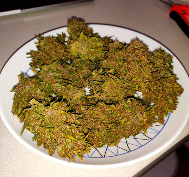 Собранный урожай Сухой урожай конопли