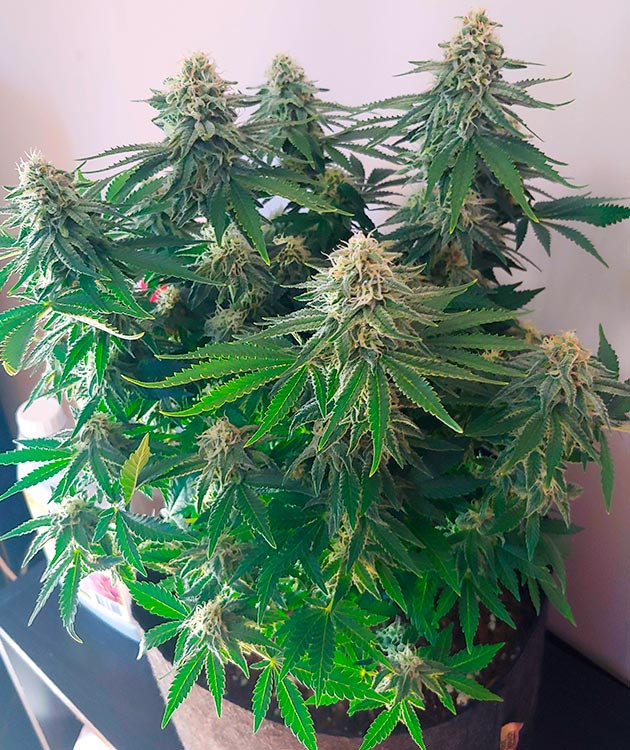 Один из фенотипов сорта BCN Sour Diesel