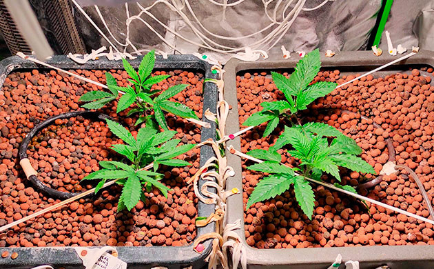 Неделя 3: пересадка пересадка в горшки гидропонной установки