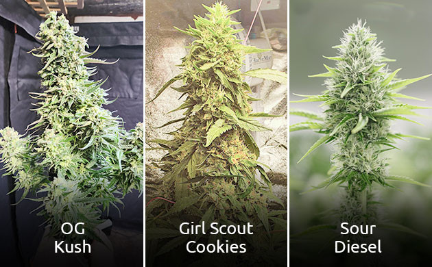 Селекция и гибридизация каннабиса