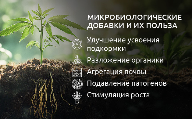 Симбиоз растений и микроорганизмов Взаимодействие конопли и микоризных грибов