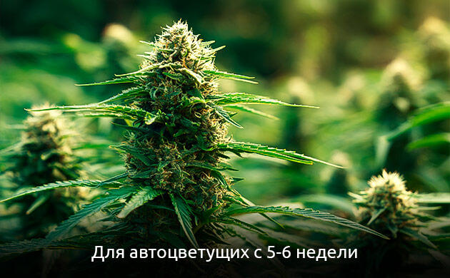 Стимуляторы для автоцветущих сортов Фаза цветения автоцветов и начало питания