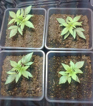 Рост Black Jack Auto Black Jack auto через 20 дней выращивания