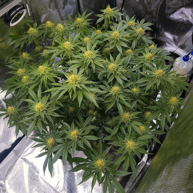 Остановка роста и набор массы соцветий Соцветия на 10 неделе