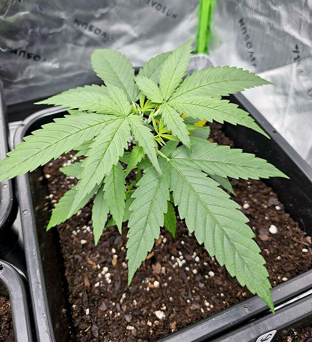 Куст Apple Betty от Herbies Seeds ростом 18 см