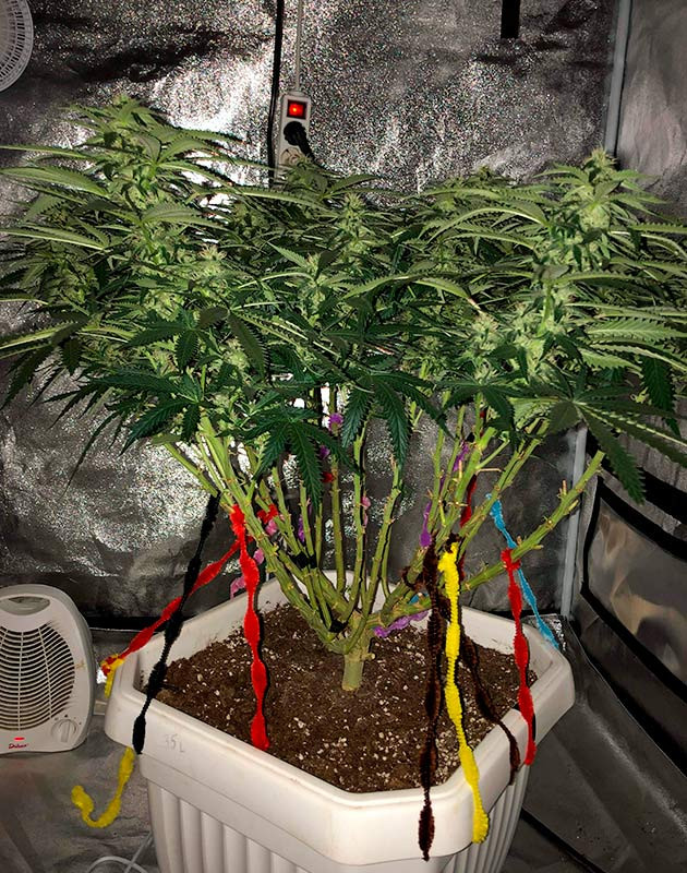 Подготовка к использованию Hesi P+ 