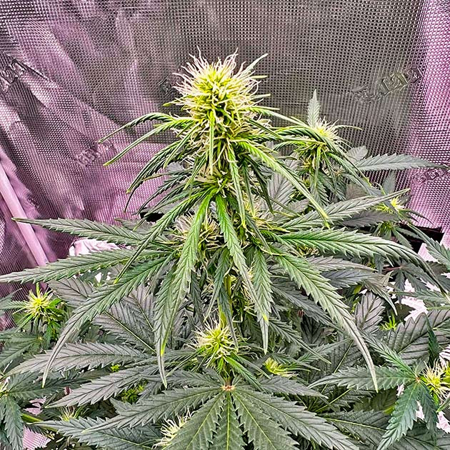 Растишка ростом 58 см