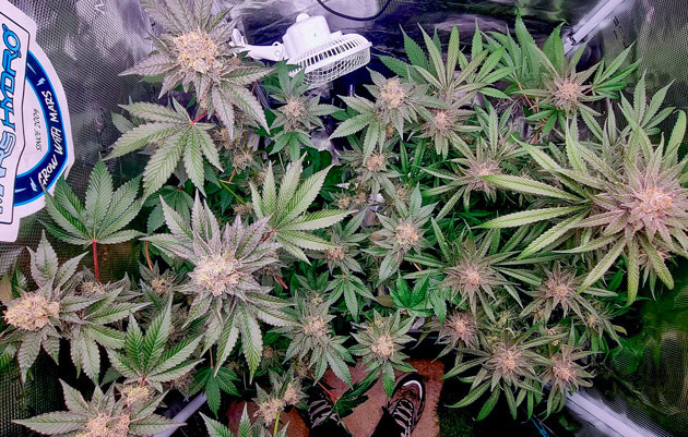 Активное цветение каннабиса сорта Runtz