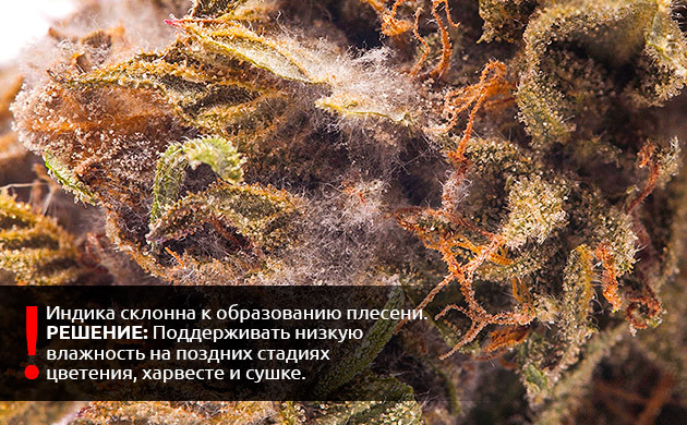 Контроль влажности в помещении Меры предосторожности при уборке холодного/дождливого урожая