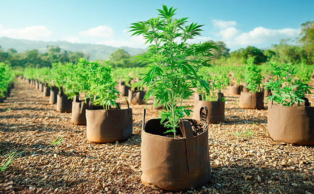 Влияние способа посадки на урожайность марихуаны