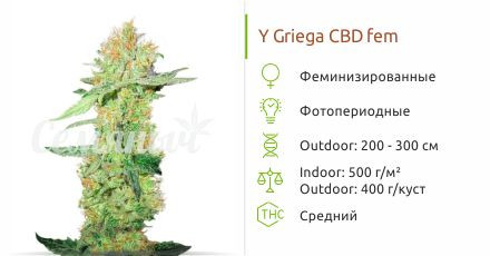 Y Griega CBD fem (Medical Seeds)