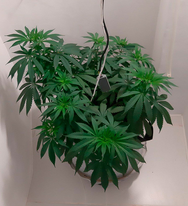 Glue Sherbet: Скачок роста