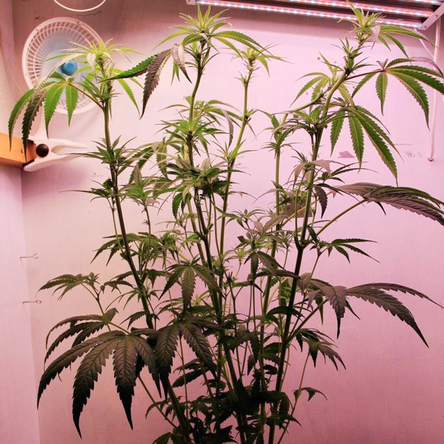 Куст после обрезки листьев