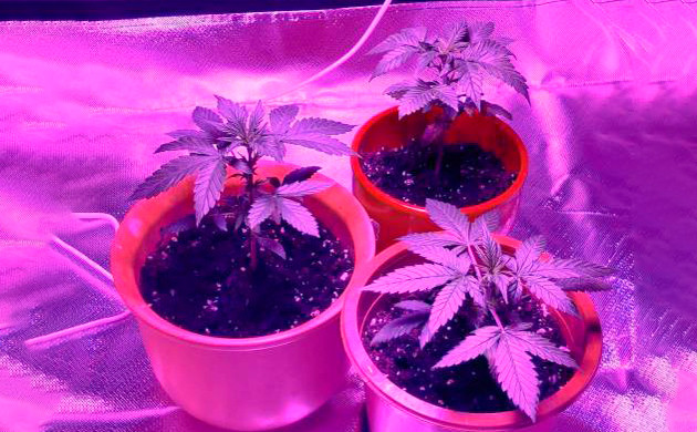 Три куса в гроубоксе