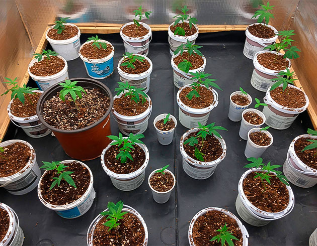 Новые соседи и развитие Условия для Godzilla Glue #4