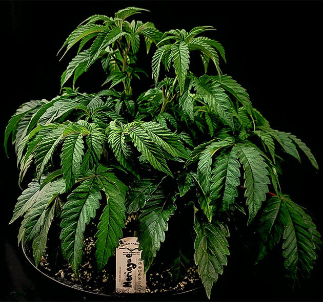 Растение конопли высотой 35 см