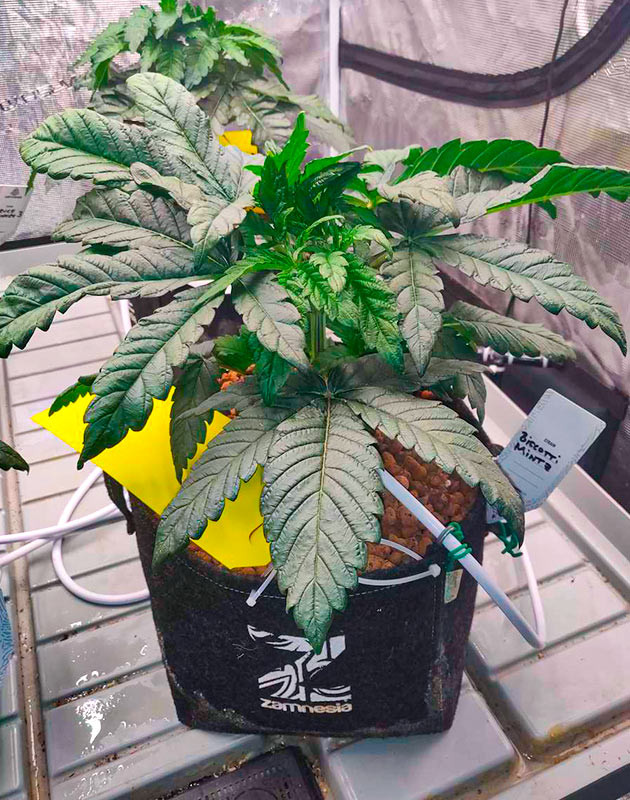 Biscotti Mintz дневник по выращиванию