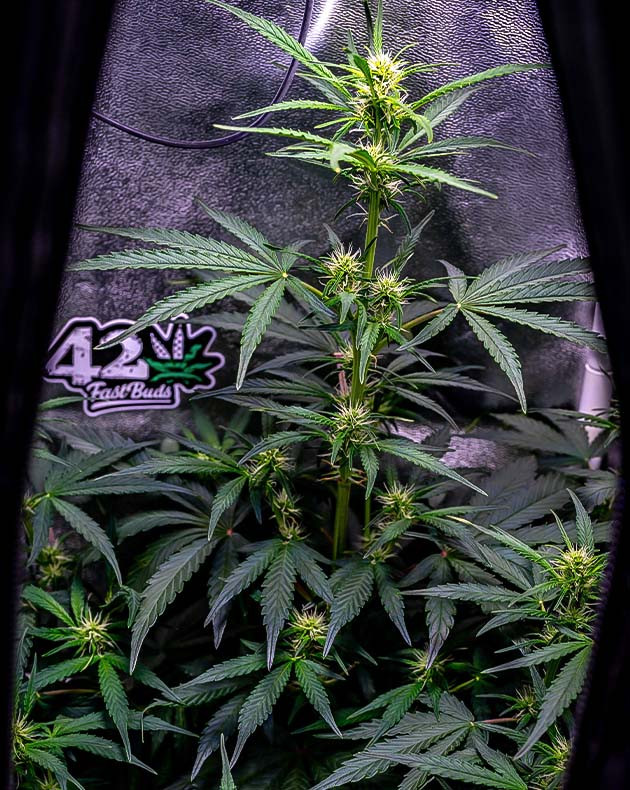 Кусты Wedding Cheesecake Auto в горшках