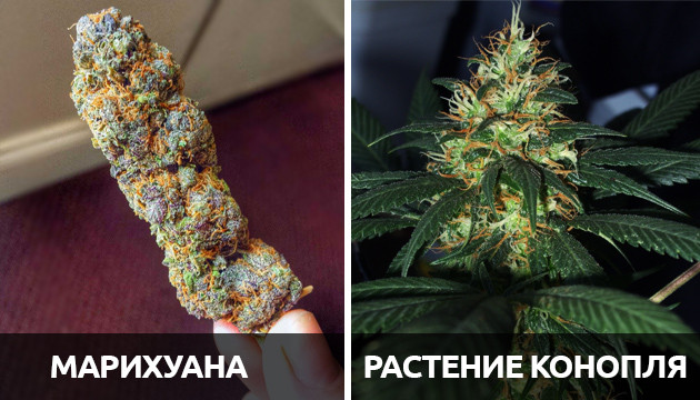 Марихуана и растение конопля