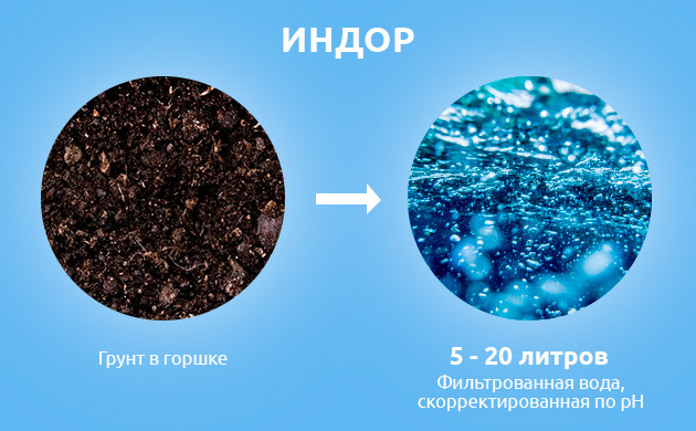 Как промывать засоленный куст в индоре Количество воды для промывки грунта в индоре