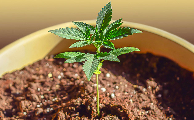 Рост семян конопли: заметки и наблюдения