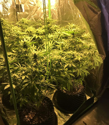 Кусты Jack 47 Auto в гроутенте