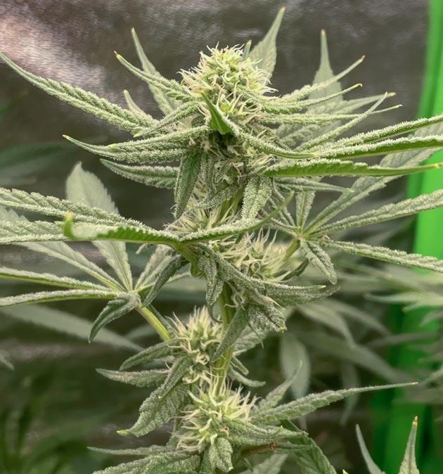 Куст Fullgas от Green House Seeds на 8 неделе