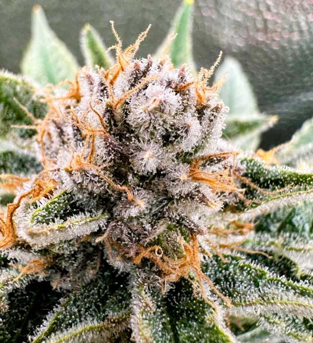 Куст Mimosa Evo от Barney’s Farm на 12 неделе