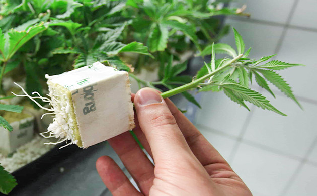 Росток в минеральной вате