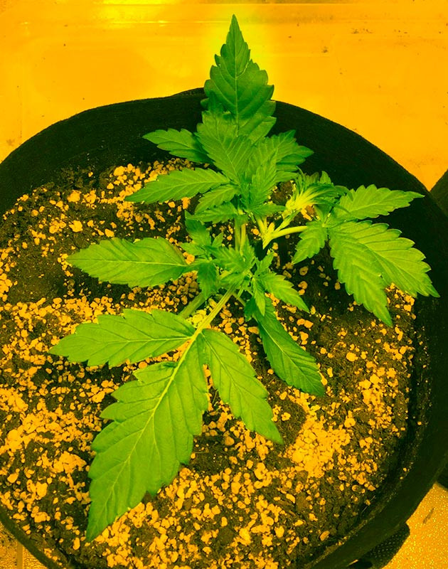 LST-подгиб куста конопли