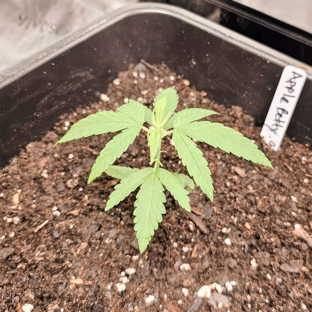 Полив марихуаны Росток Apple Betty